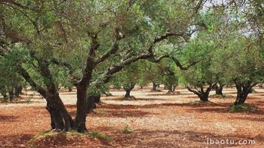 树木橄榄齐墩果欧洲公司
